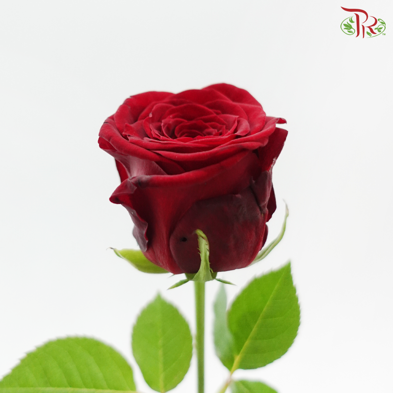 Rose - Red Dora(10 Stems)