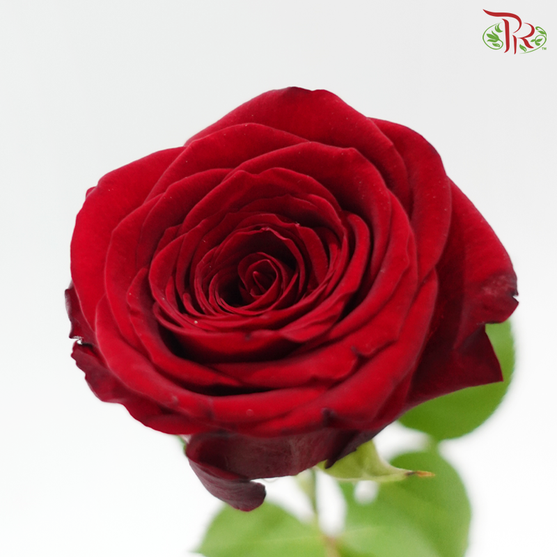 Rose - Red Dora(10 Stems)