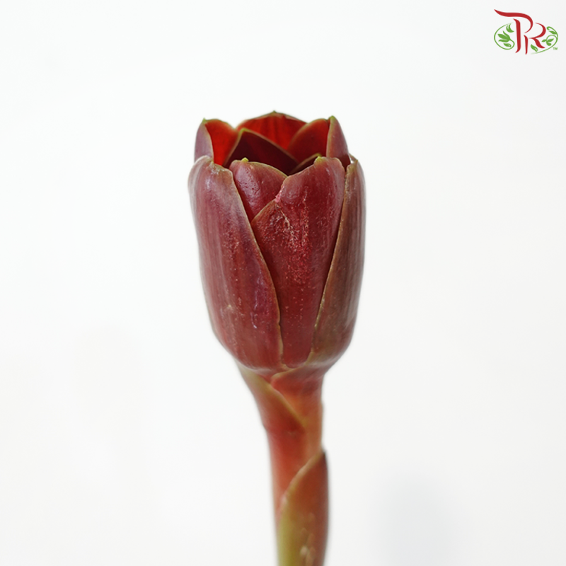 Black Tulip Ginger (5 Stems)