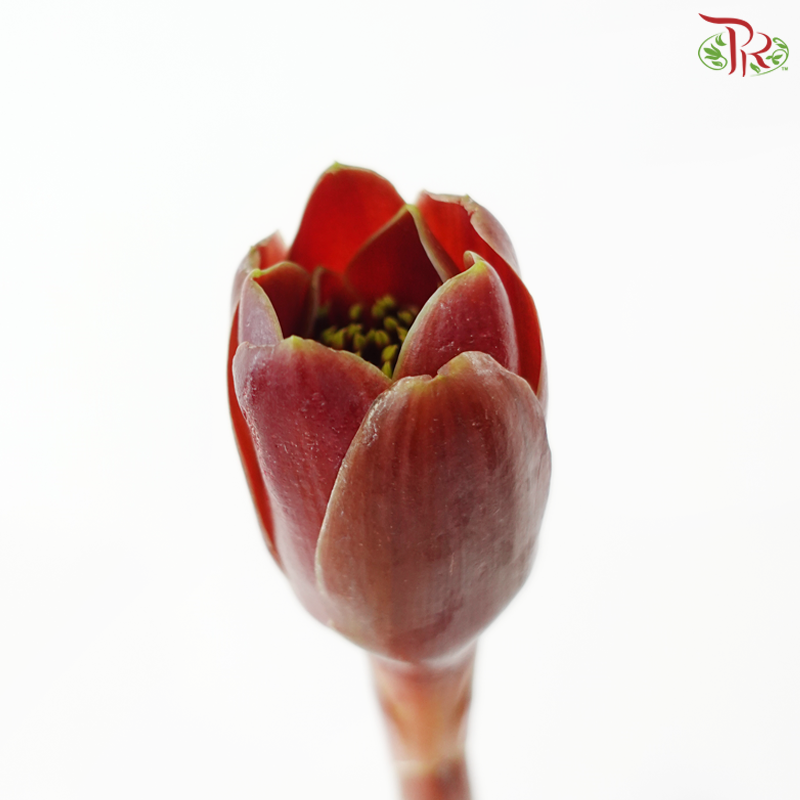 Black Tulip Ginger (5 Stems)