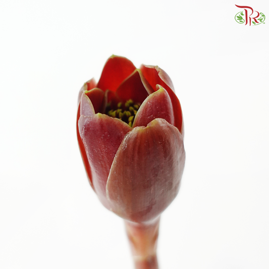 Black Tulip Ginger (5 Stems)