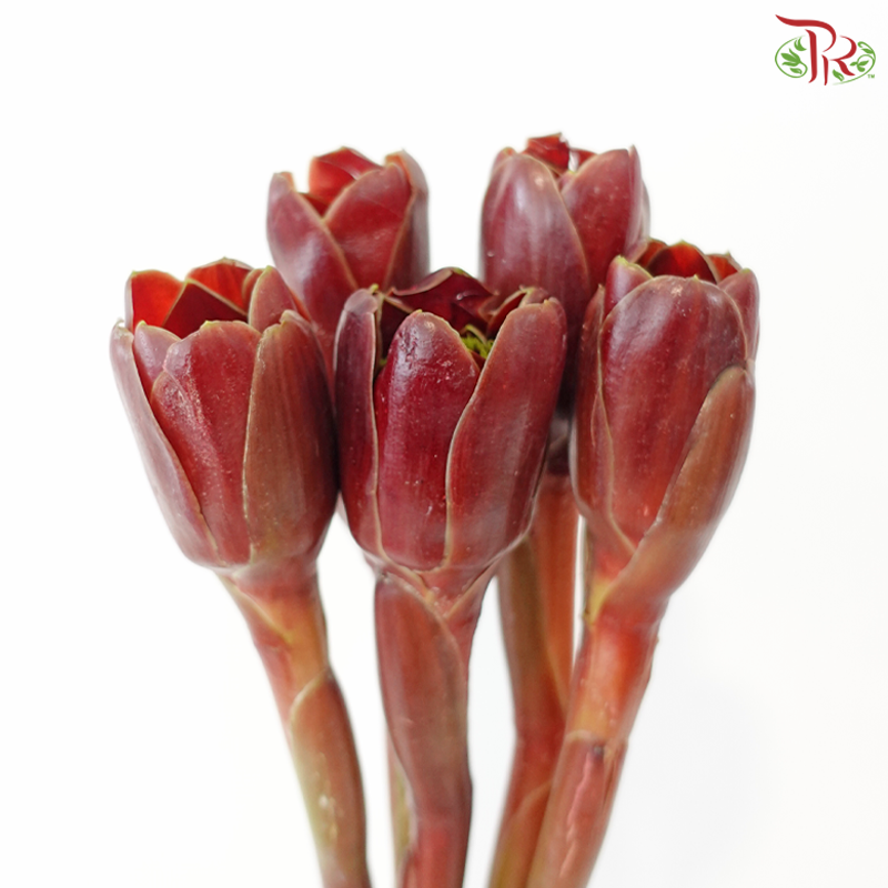 Black Tulip Ginger (5 Stems)