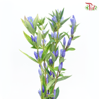 Gentiana - Blue Tone (5 Stems) - Pudu Ria Florist