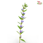 Gentiana - Blue Tone (5 Stems) - Pudu Ria Florist