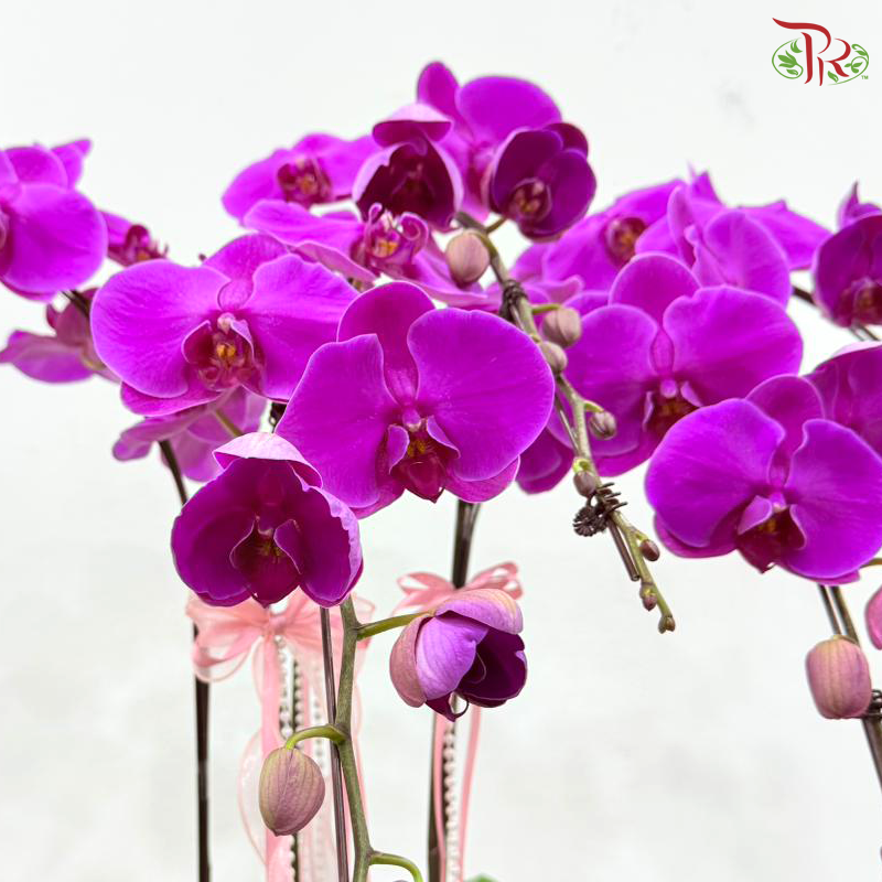 Blushing Orchids Five Orchid Arrangement