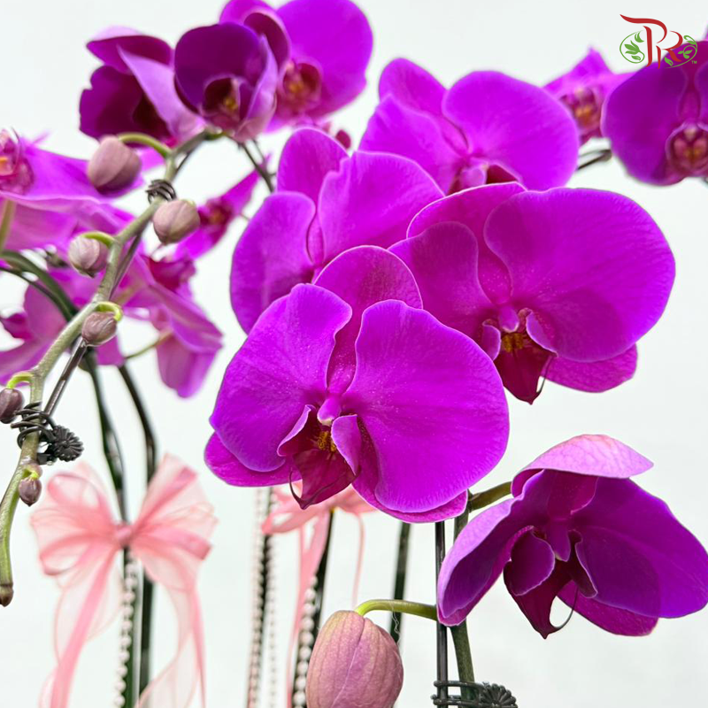 Blushing Orchids Five Orchid Arrangement