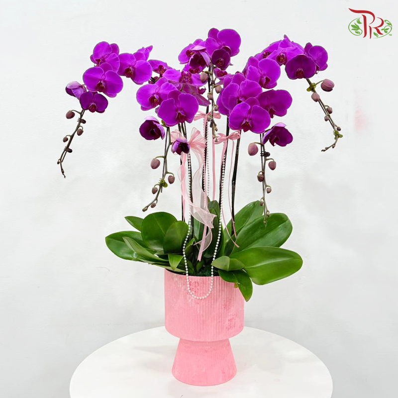 Blushing Orchids Five Orchid Arrangement