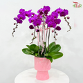 Blushing Orchids Five Orchid Arrangement