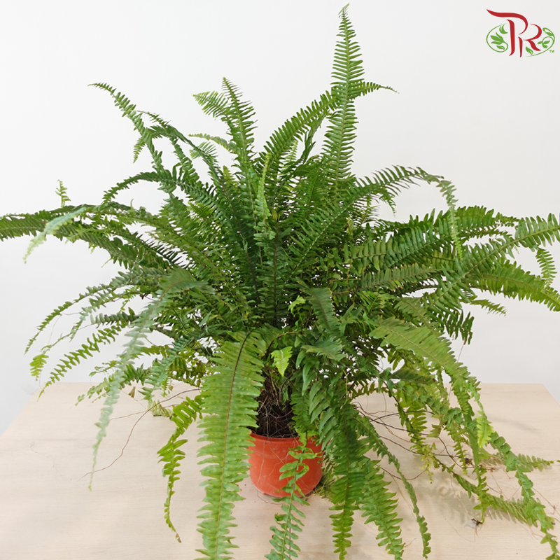 Boston Fern P220《波士顿蕨》（Long Leaves)