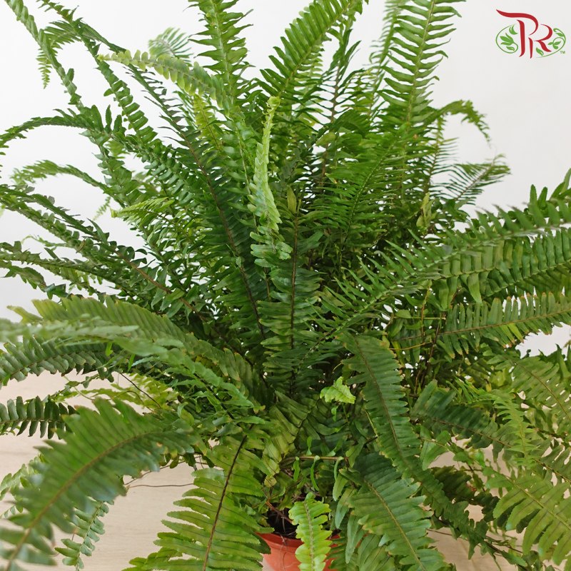 Boston Fern P220《波士顿蕨》（Long Leaves)
