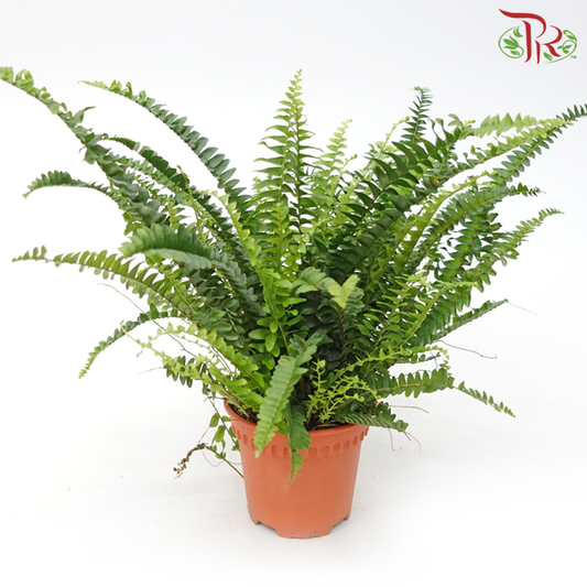 Boston Fern P120《波士顿蕨》