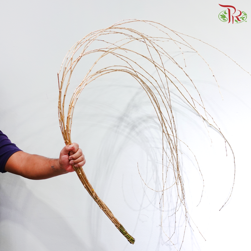 Golden Boxwood (Per Bunch)