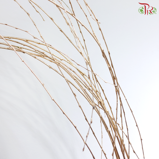 Golden Boxwood (Per Bunch)