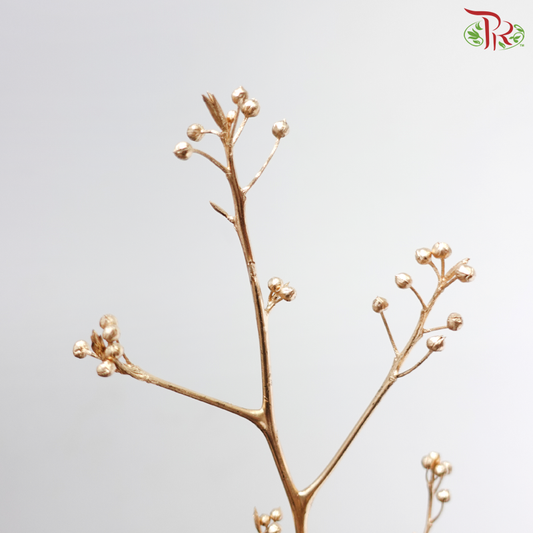 Golden Boxwood - Deng Tai (Per Bunch)