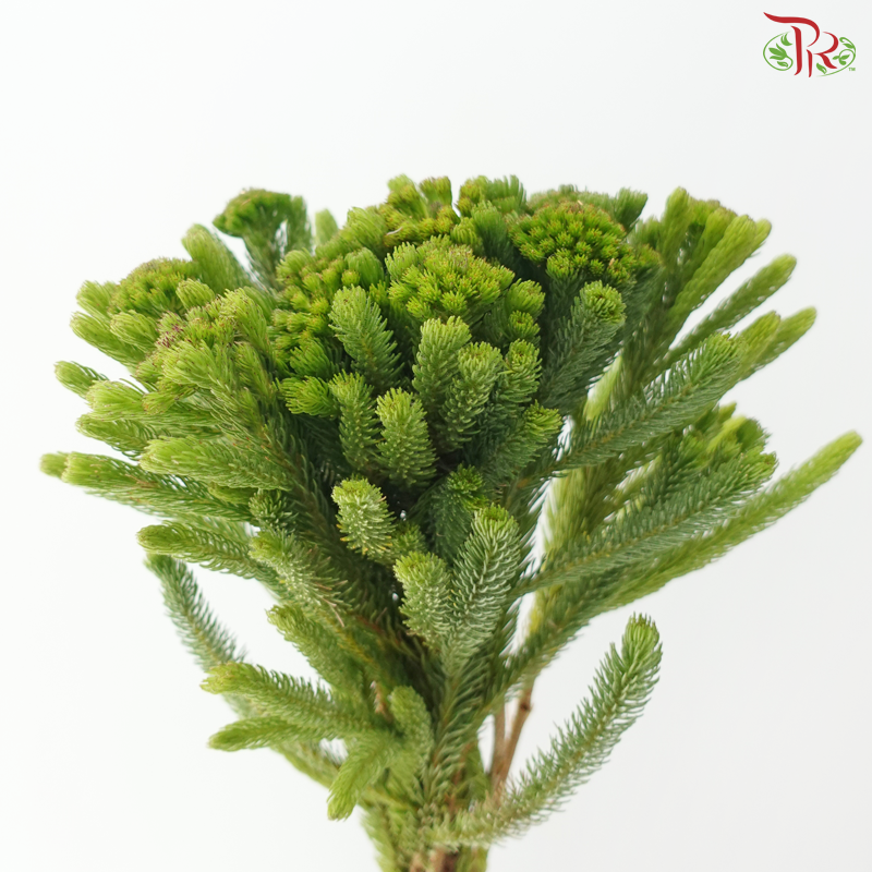 Brunia Albiflora - (Per Bunch)