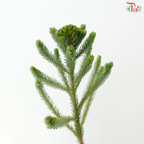 Brunia Albiflora - (Per Bunch)