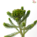Brunia Albiflora - (Per Bunch)