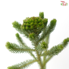 Brunia Albiflora - (Per Bunch)