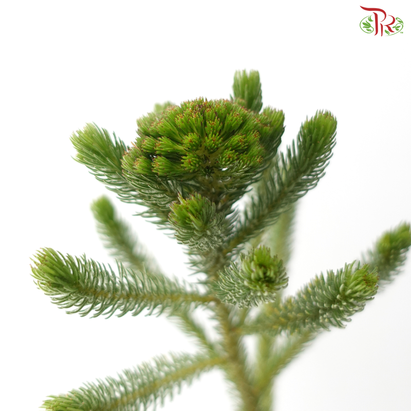 Brunia Albiflora - (Per Bunch)