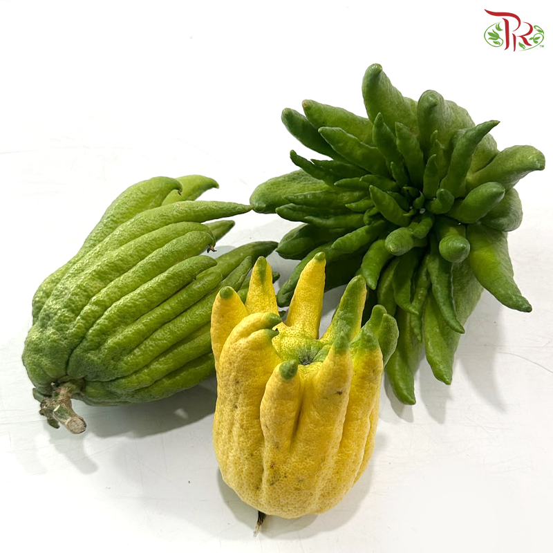 Buddha Hand Citron 佛手柑 (Per Unit) (With Size Option)