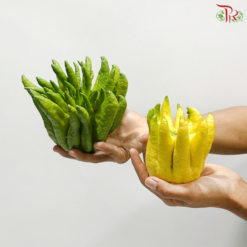 Buddha Hand Citron 佛手柑 (Per Unit) (With Size Option)