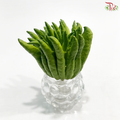 Buddha Hand Citron 佛手柑 (Per Unit) (With Size Option)