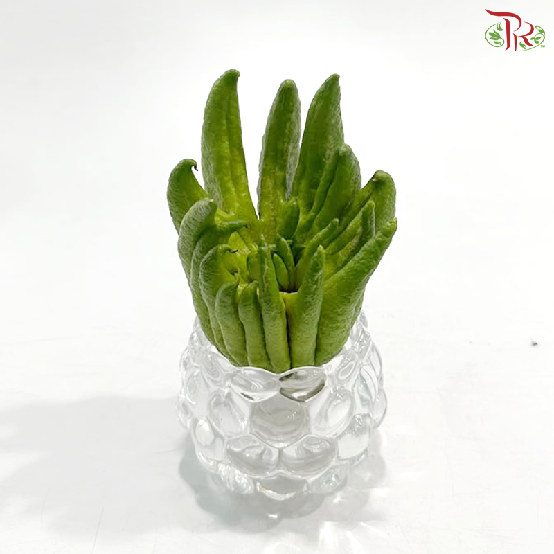 Buddha Hand Citron 佛手柑 (Per Unit) (With Size Option)