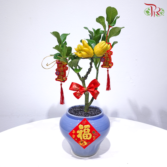 【CNY 2026】Buddha’s Hand Welcomes Happiness 佛手迎喜 (Buddha's Hand Plant / Citrus Medica Plant 佛手柑) (Random Choose CNY Deco)