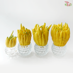Buddha Hand Citron 佛手柑 (Per Unit) (With Size Option)