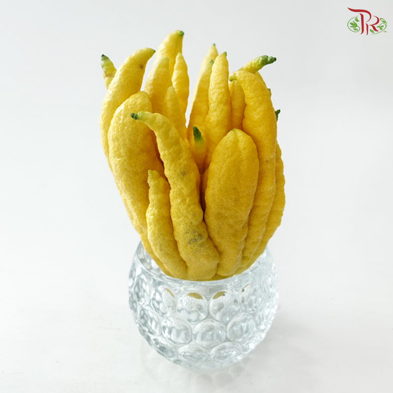 Buddha Hand Citron 佛手柑 (Per Unit) (With Size Option)