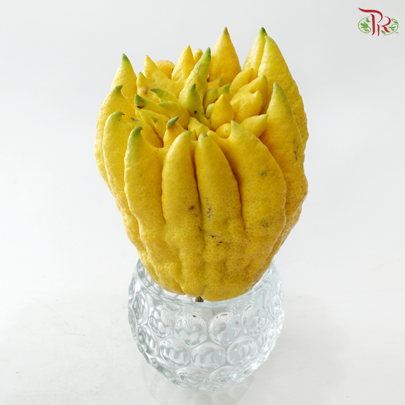Buddha Hand Citron 佛手柑 (Per Unit) (With Size Option)