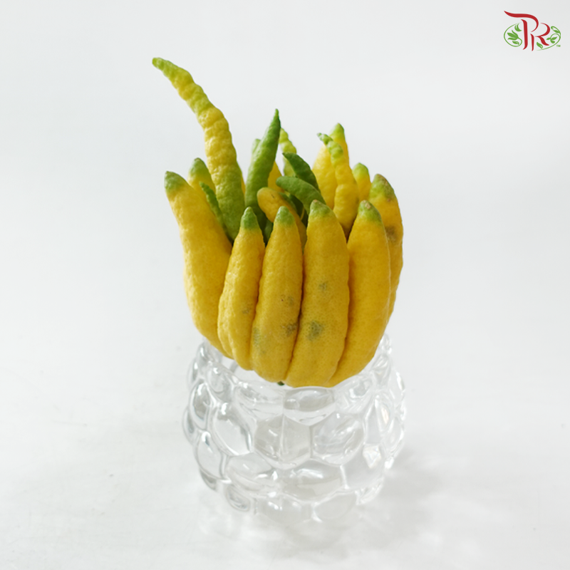 Buddha Hand Citron 佛手柑 (Per Unit) (With Size Option)