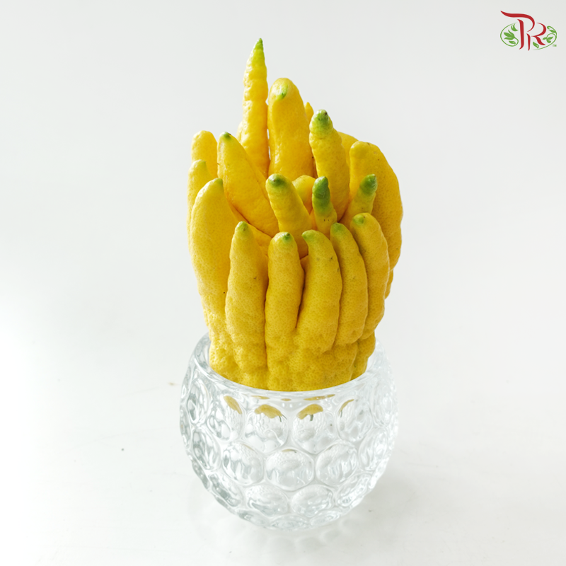 Buddha Hand Citron 佛手柑 (Per Unit) (With Size Option)