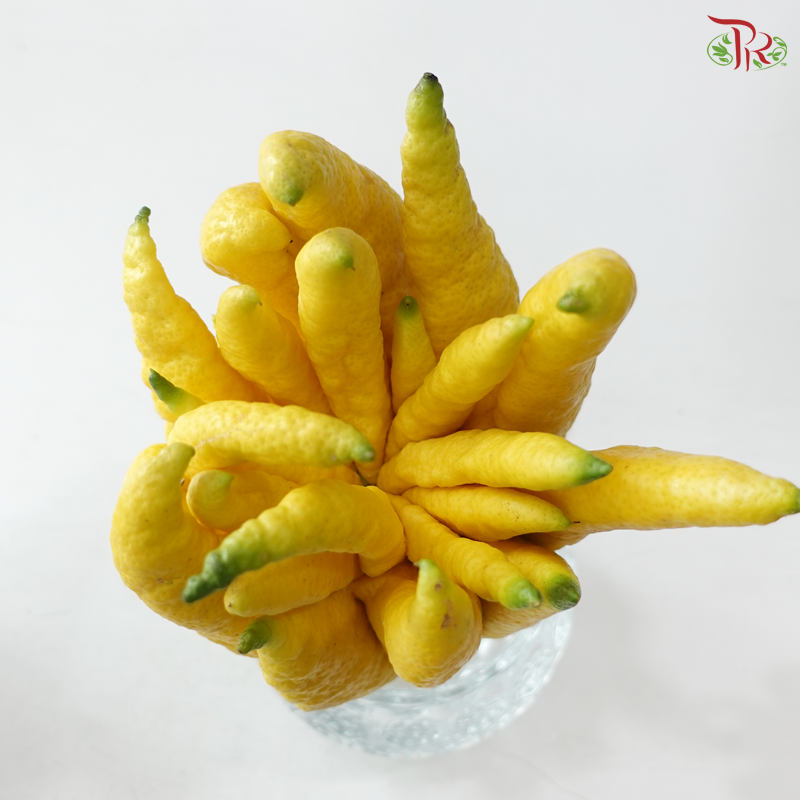 Buddha Hand Citron 佛手柑 (Per Unit) (With Size Option)