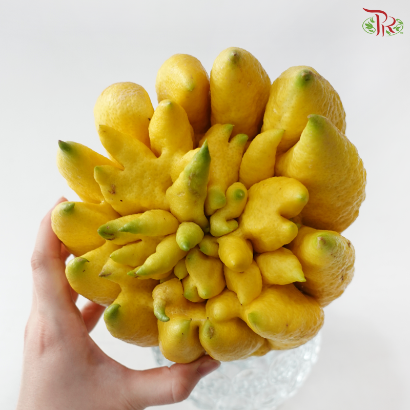 Buddha Hand Citron 佛手柑 (Per Unit) (With Size Option)
