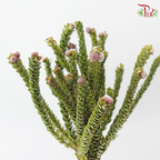 Buxifolia - (10 Stems)
