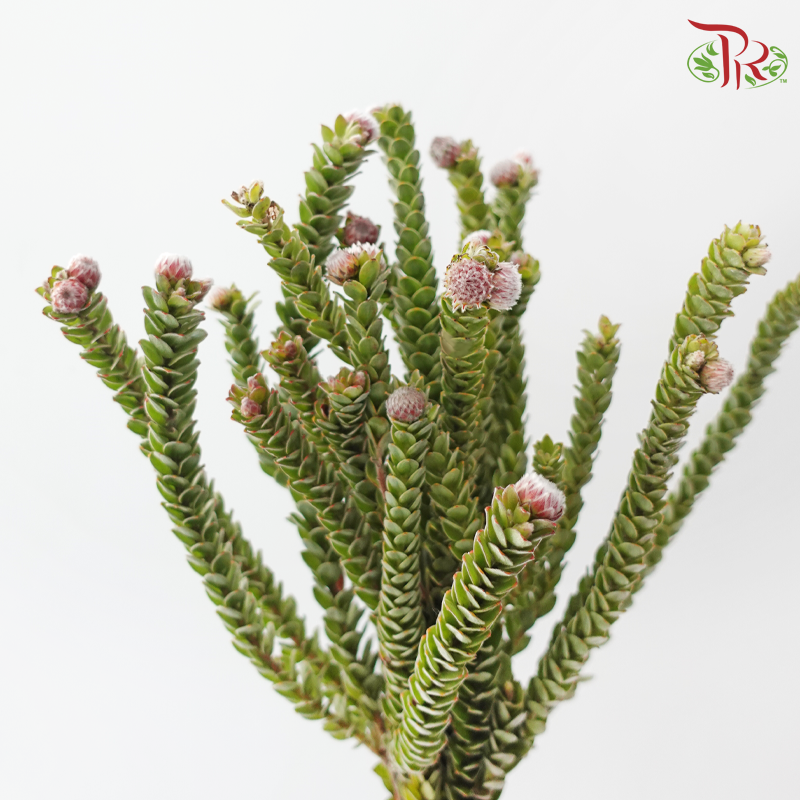 Buxifolia - (10 Stems)