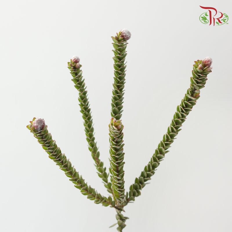 Buxifolia - (10 Stems)