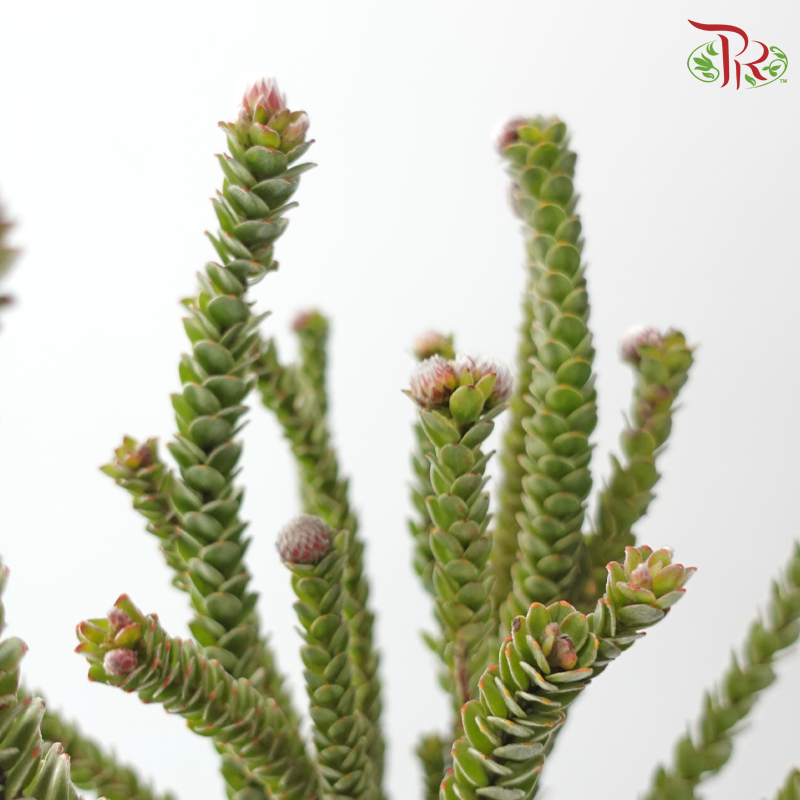 Buxifolia - (10 Stems)