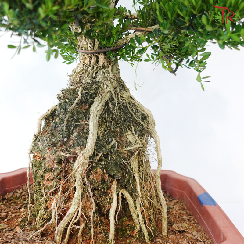 Buxus《黄杨盆景》(M)