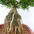 Buxus《黄杨盆景》(M)