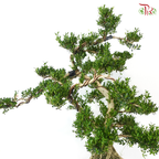 Buxus《黄杨盆景》(M)