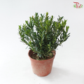 Buxus Ball P110 黄杨