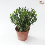 Buxus Ball P110 黄杨