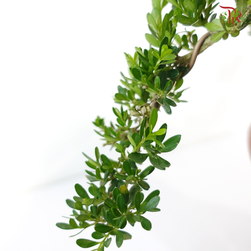 Buxus《黄杨盆景》(S)