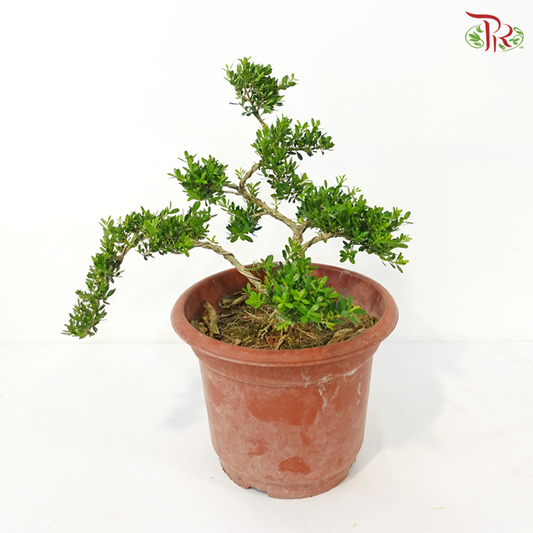 Buxus《黄杨盆景》(S)