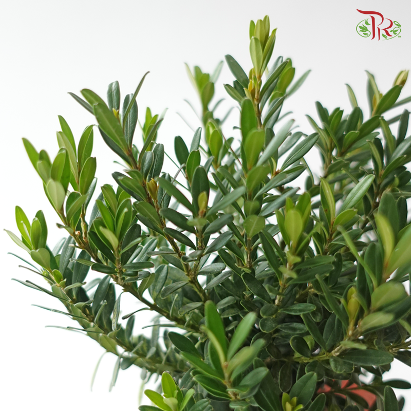 Buxus Ball P110 黄杨