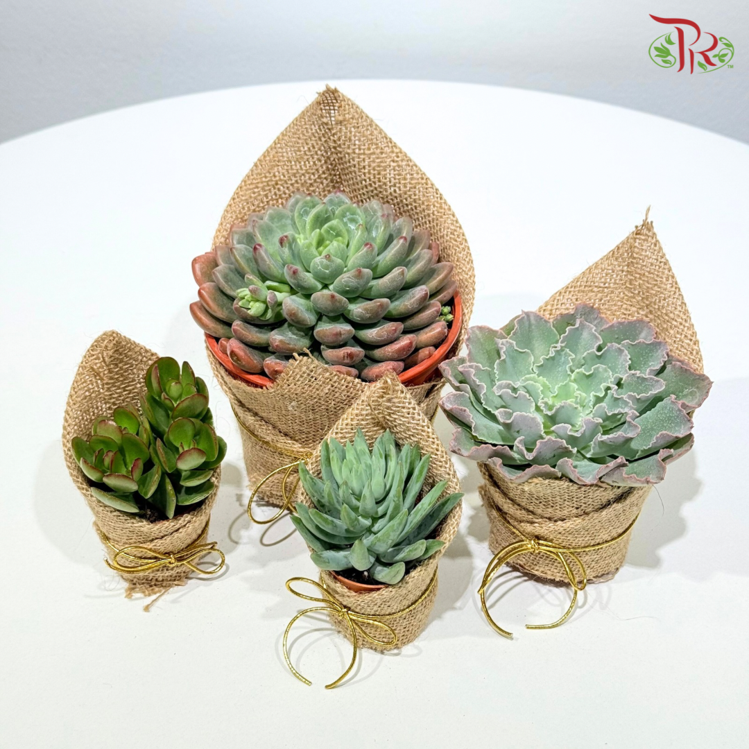 Succulent Plant Arrangement (Random Choose Succulent)
