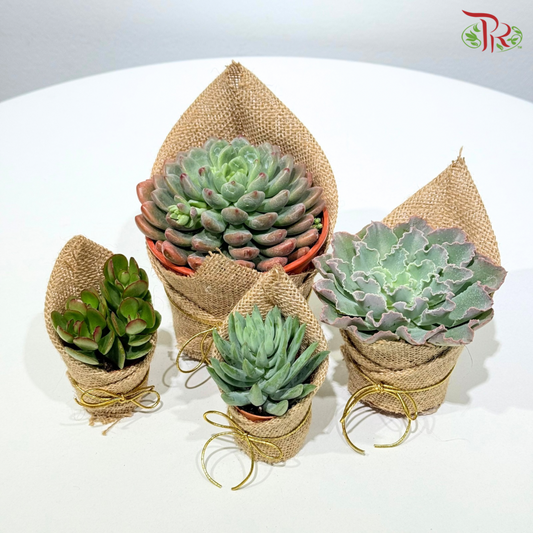 Succulent Plant Arrangement (Random Choose Succulent)