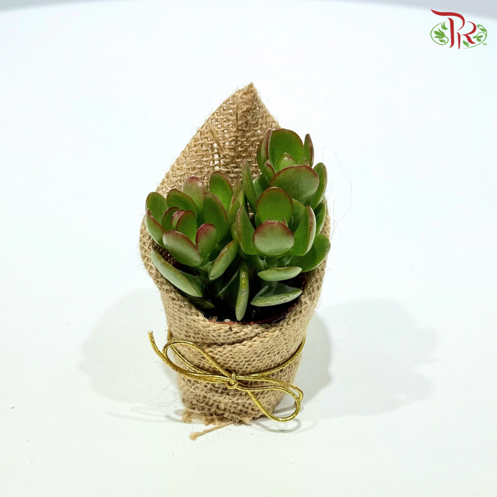 Succulent Plant Arrangement (Random Choose Succulent)